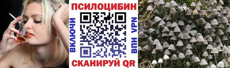 гидра зеркало Находка Псилоцибиновые грибы Psilocybine cubensis
